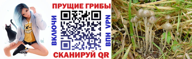 Купить где  Волжск  Галлюциногенные грибы мухоморы 